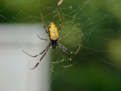 Trichonephila antipodiana