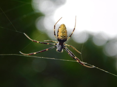 Trichonephila antipodiana