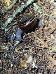 Helminthoglypta sequoicola