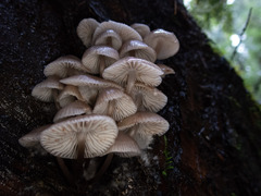 Mycena maculata