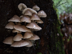 Mycena maculata
