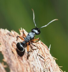 Polyrhachis femorata