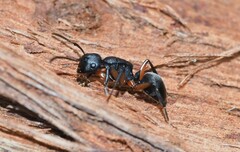 Polyrhachis femorata