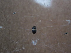 Attagenus fasciatus