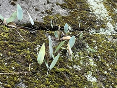 Pyrrosia lingua
