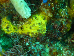 Mycale humilis