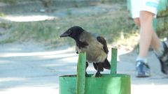 Corvus cornix