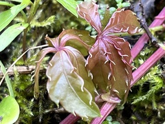 Tetrastigma obtectum