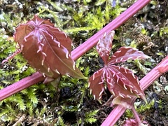 Tetrastigma obtectum