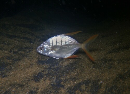 Gafftopsail Pompano