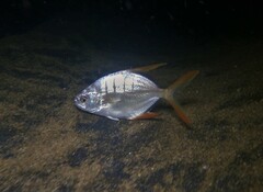 Trachinotus rhodopus