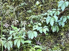 Tetrastigma obtectum