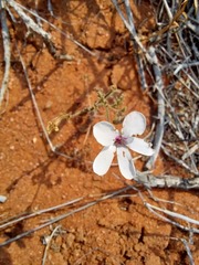 Pelargonium senecioides