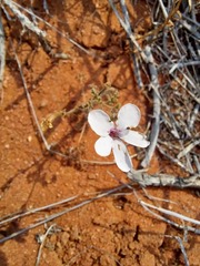 Pelargonium senecioides