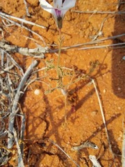 Pelargonium senecioides
