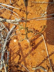 Pelargonium senecioides