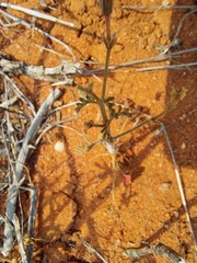 Pelargonium senecioides