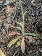 Hieracium abscissum