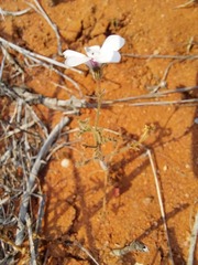 Pelargonium senecioides