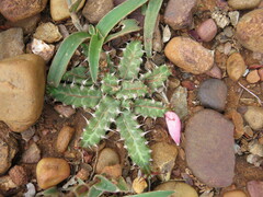 Euphorbia stellata