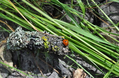 Coccinella septempunctata