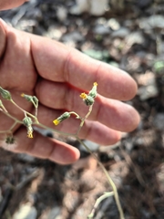 Hieracium abscissum