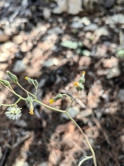Hieracium abscissum