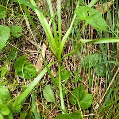 Microseris