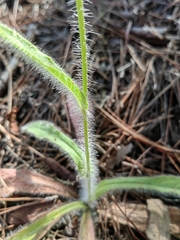 Hieracium abscissum