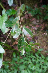 Psidium cattleyanum