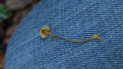 Mycena aurantiomarginata