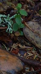 Mycena aurantiomarginata