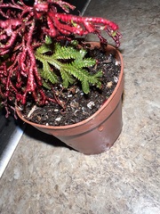 Selaginella erythropus