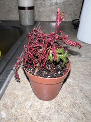 Selaginella erythropus