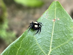 Thorelliola ensifera