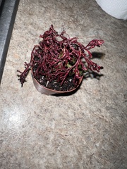 Selaginella erythropus