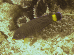 Pseudodax moluccanus