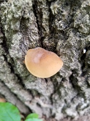 Simocybe serrulata