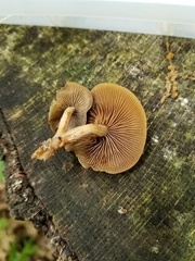 Simocybe serrulata