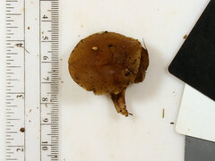 Simocybe serrulata