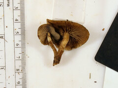Simocybe serrulata