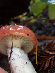 Gomphidius subroseus