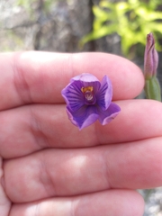 Thelymitra pulchella