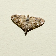 Dysallacta negatalis