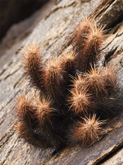 Echinocereus engelmannii