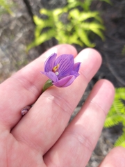 Thelymitra pulchella