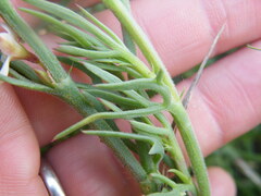 Oxygonum dregeanum