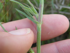 Oxygonum dregeanum