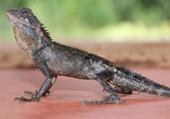 Monilesaurus ellioti