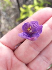 Thelymitra pulchella